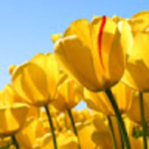 Meet your Posher, Roman and tatyana